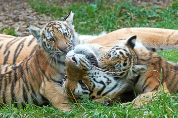 Fototapeta na wymiar Amur Tiger (Panthera tigris altaica)