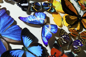 Fototapeta na wymiar Many colorful tropical butterfly on white background, nature wildlife pattern, selective focus 