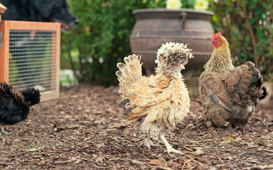 Polish frizzle bantam chicks with Pekin partridge bantam mother hen & black dog in background.