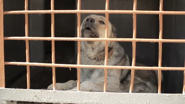 Big dog in a cage. Shepherd dog barks in the cell. Aviary with a dog