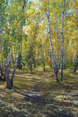 Path in a birch grove. Autumn landscape.