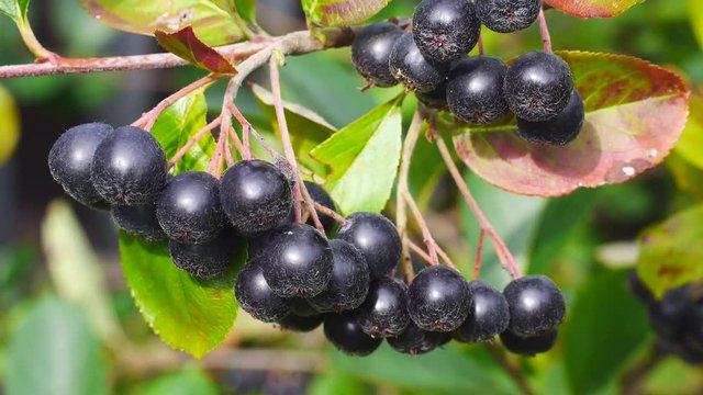 Erntereife Aroniabeeren, Apfelbeeren
