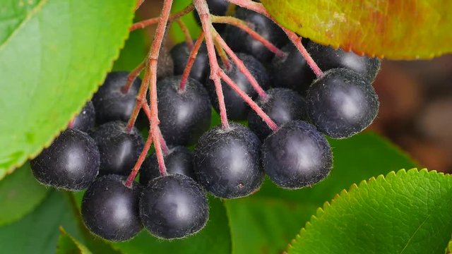 Erntereife Aroniabeeren, Apfelbeeren