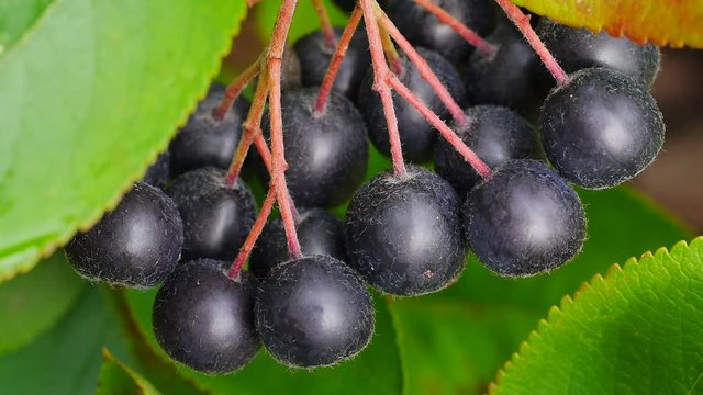 Erntereife Aroniabeeren, Apfelbeeren