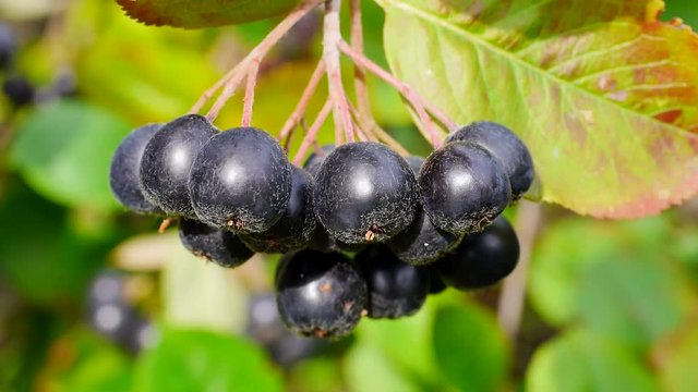 Erntereife Aroniabeeren, Apfelbeeren
