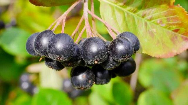 Erntereife Aroniabeeren, Apfelbeeren