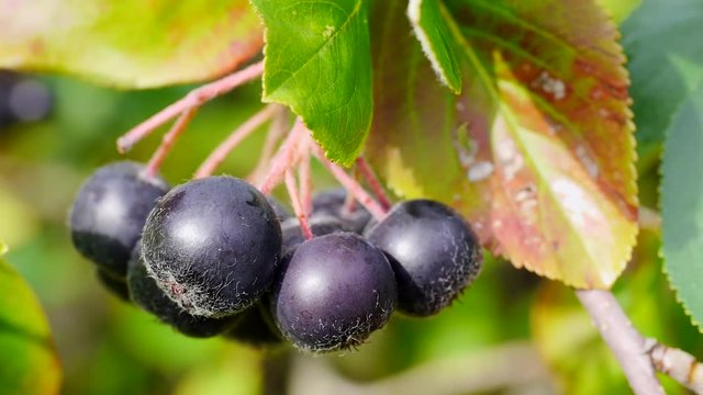 Erntereife Aroniabeeren, Apfelbeeren