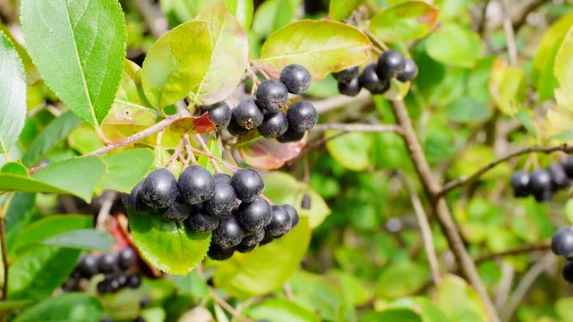 Erntereife Aroniabeeren, Apfelbeeren