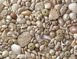 A spread of assorted sea shells
