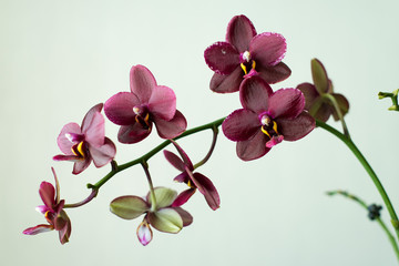 Naklejka na ściany i meble орхидея