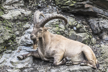 Nubian mountain goat in the mountains