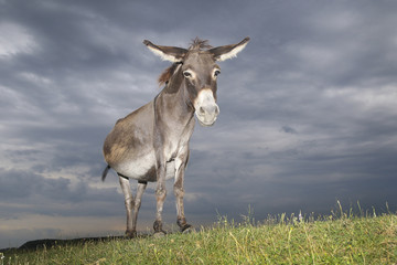 Donkey on the  meadow on overcast day