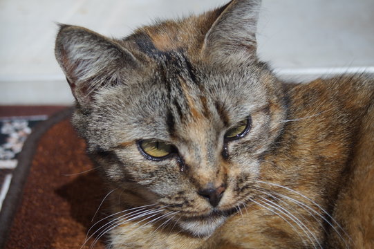 Gatto
