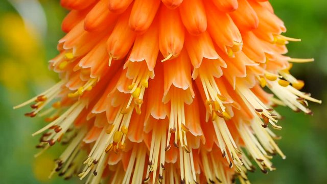 Bl&uuml;te von Fackellilie, Raketenblume, Kniphofia