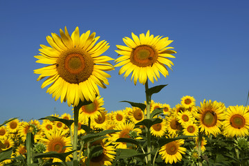 Obraz premium girasoli