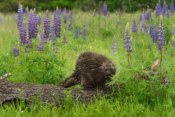 Porcupine (Erethizon dorsatum) on Log with Lupin