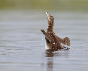Common Loon Chick (Gavia immer) Shaking Its Wings Dry - Ontario, Canada
