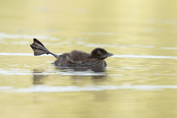Common Loon Chick (Gavia immer) Stretching Its Leg - Ontario, Canada