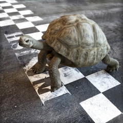 Naklejka premium Slow and steady wins the race. A turtle crossing the finish line of a race. Ambition , goals ,determination, successful , achievement concept in business and life . 3d rendering