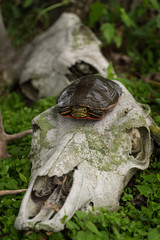 Painted Turtle (Chrysemys picta) Atop Deer Skull