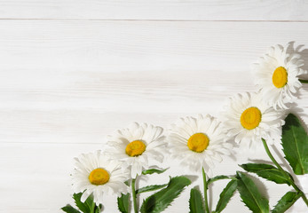 Fototapeta premium chamomile flower on white wood table