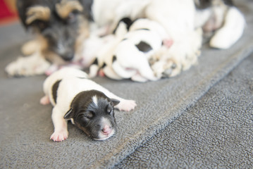 Newborn dogs baby -  one day old  - jack russell