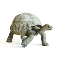 Naklejka premium Large tortoise walking on a isolated white background. 3d rendering