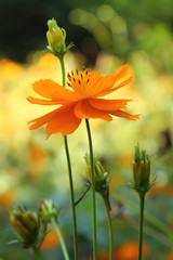 Yellow flower in the garden. Flower on a colorful background.