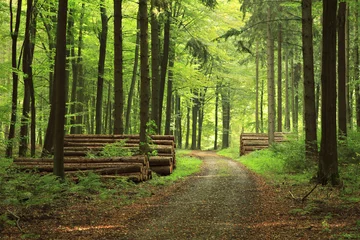 Gordijnen Dirt Road through Forest, Piles of Lumber © AVTG