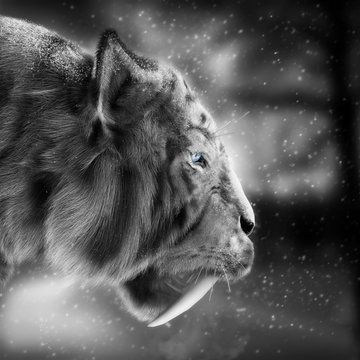Fototapeta White tiger stalking its pray with a snowing winter background . 3d rendering