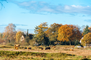 Fototapeta premium Rinder auf herbstlicher Weide