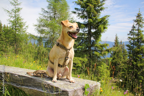 "Urlaub mit Hund in den Alpen" Stockfotos und lizenzfreie Bilder auf
