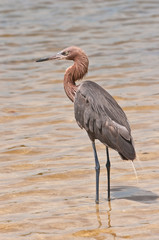 Great Blue Heron standing in muddy water at a tropical back bay 