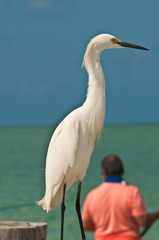 Great Egret watching a surf fisherman on a tropical beach