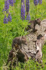 Red Fox (Vulpes vulpes) Kit Stands on End of Log