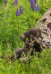 Two Red Fox (Vulpes vulpes) Kits Look at Each Other