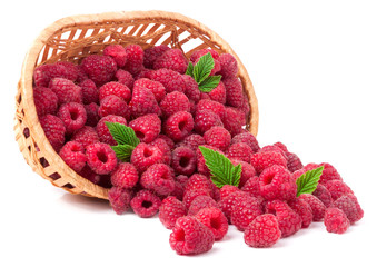 raspberries spilled from a wicker basket isolated