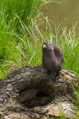 Adult American Mink (Neovison vison) Looks Up