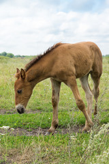 smiling foal in the meadow
