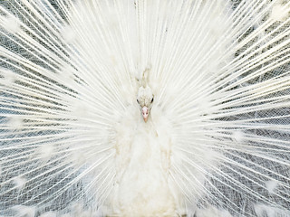 Obraz premium Young white peacock fanned tail.Front view.