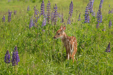 White-Tailed Deer Fawn (Odocoileus virginianus) Stands in Lupin