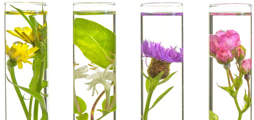 Laboratory, Pink, honeysuckle, thistle and dandelion in test tub