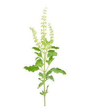 Basil flower, stalk and leaves on a white background.