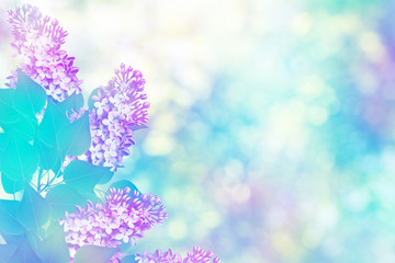 Naklejka na ściany i meble Spring landscape. Fragrant branch of beautiful flowers lilac.
