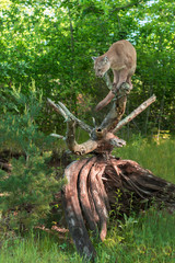 Adult Female Cougar (Puma concolor) Perched Atop Log