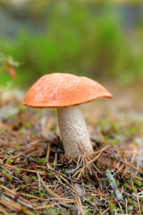 young orange-cap boletus