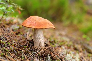 orange-cap boletus close up