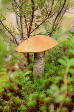 orange-cap boletus in the moss