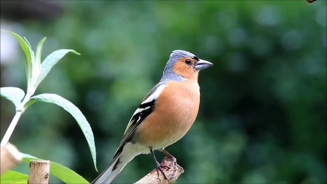 Bird Chaffinch calling his young, Fringilla coelebs, buchfink
