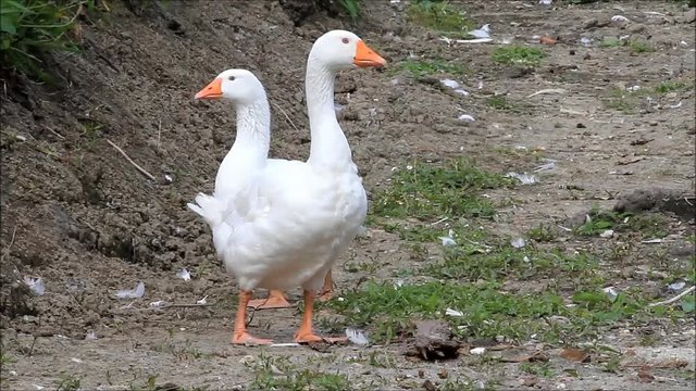 white geese on meadow looking 
